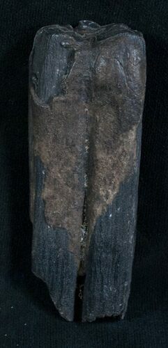 Pleistocene Fossil Horse Tooth - Florida #8229